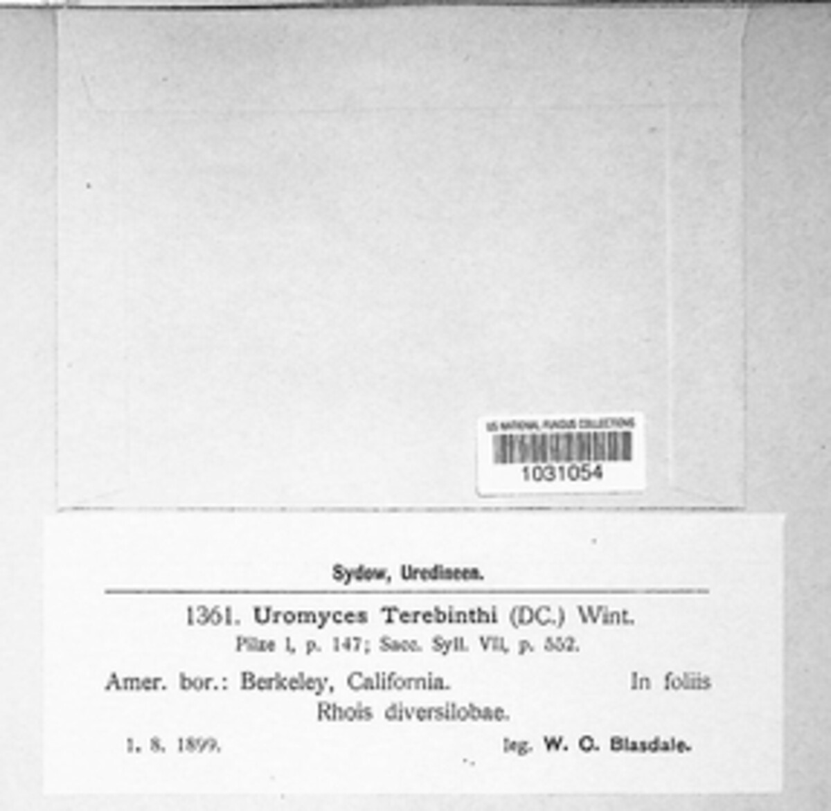 Pileolaria terebinthi image